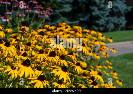 Filed of flowering di Susan ad occhio nero nel sole Foto Stock