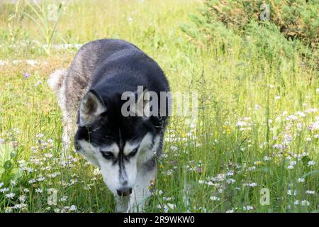 foto di un cane che cammina attraverso un campo e odora camomigli Foto Stock