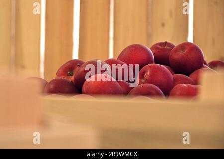 Mele in casse di legno pronte per la spedizione. Interno cella frigorifera. Grande magazzino di distribuzione con mele. Video per la pubblicità. Succo, sidro Foto Stock