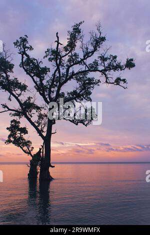 Un albero che cresce in acqua al tramonto Foto Stock