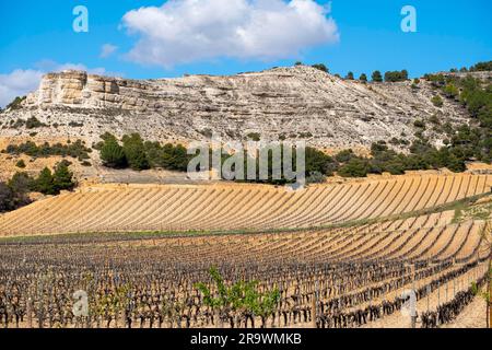 Paesaggio vitivinicolo nella zona di origine Ribera del Duero in provincia di Valladolid in Spagna Foto Stock