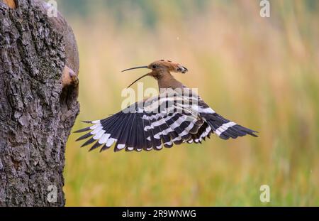 Hoopoe (Upupa epops) si avvicina alla cavità di riproduzione, Bird of the Year 2022, Middle Elbe Biosfera Reserve, Sassonia-Anhalt, Germania Foto Stock