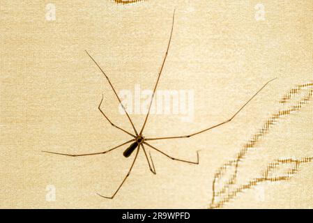 Un ragno di casa (pholcus phalangioides), su una tenda Foto Stock