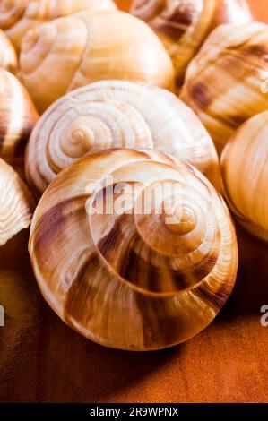 Gruppo di gusci di lumaca, escargots de Bourgogne, sotto la luce diretta del sole Foto Stock