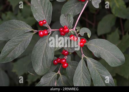 Die Rote Heckenkirsche oder Gewöhnliche Heckenkirsche (Lonicera xylosteum) - OL2326 Foto Stock