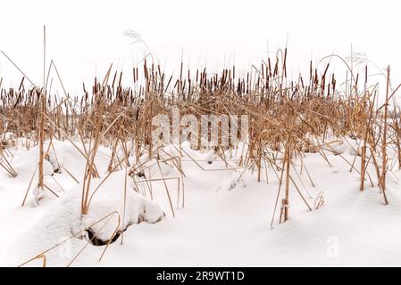Fiori secchi, chiamati anche cattail (Typha Latifolia), nella neve vicino al ghiacciato fiume Dnieper coperto dalla neve in inverno, a Kiev, Ucraina Foto Stock