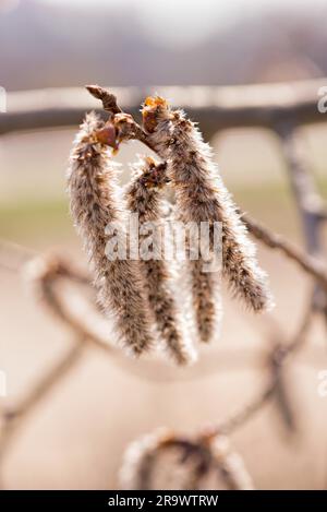 Un cluster retroilluminato di pioppo bianco (populus alba) amento, sotto la molla morbida sun Foto Stock