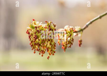 (Acer Negundo), foglie verdi giovani con semi e fiori sotto il sole primaverile Foto Stock