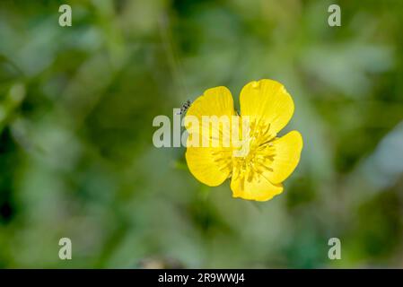 Giallo Ranunculus repens, chiamato anche Buttercup, nel prato, sotto il caldo sole estivo Foto Stock