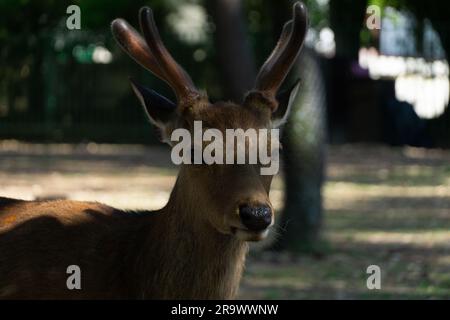Un cervo con corna in piedi vicino all'ombra di un albero Foto Stock