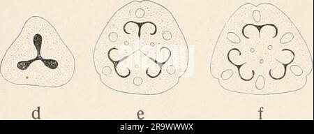 "Einführung in die biologie" (1912) Foto Stock