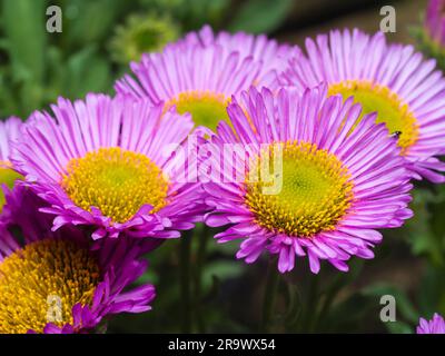 Lilla e fiori estivi gialli della moquette Fleabane, Erigeron glaucus 'Sea Breeze' Foto Stock