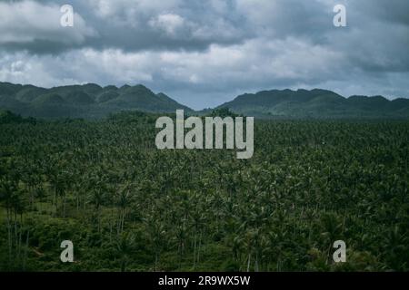 Vista aerea degli alberi di cocco nel paradiso tropicale di Siargao, Filippine Foto Stock