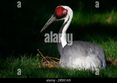 Gru dalle cime bianche (Grus vipio), in cattività, riproduzione. Seduto sul nido, Baden-Wuerttemberg, Germania Foto Stock