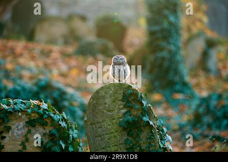 Piccolo gufo (Athene noctua), allerta sulla lapide ricoperta di edera in un vecchio cimitero ebraico, Repubblica Ceca Foto Stock