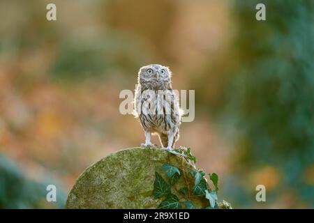 Piccolo gufo (Athene noctua), allerta sulla lapide ricoperta di edera in un vecchio cimitero ebraico, Repubblica Ceca Foto Stock