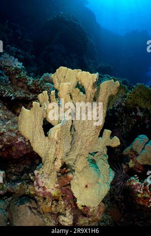 Lama di corallo (Millepora platyphylla), sito di immersione della barriera corallina di Fury Shoals, Mar Rosso, Egitto Foto Stock