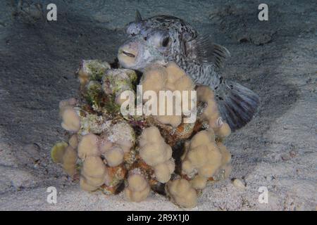 Un pesce pufferfish mascherato (Arothron diadematus) cerca rifugio dietro un corallo di pietra (Acropora) di notte, il sito di immersione della barriera corallina di Fury Shoals, Mar Rosso, Egitto Foto Stock