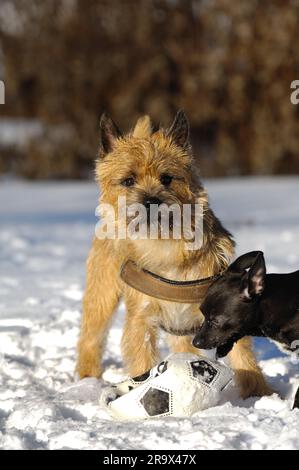 Due cani giocano nella neve con la palla. La razza dei cani è un Cairn Terrier e il piccolo cane è un mix di un Chihuahua e un Pi in miniatura Foto Stock