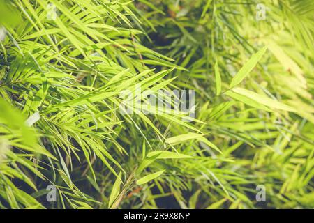 Foglie di bambù in una foresta pluviale in condizioni di luce diurna Foto Stock