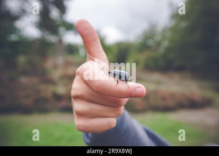 Beetle su una mano dando pollice in alto nella natura Foto Stock