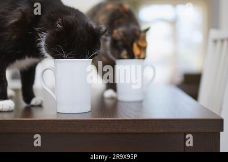 Gatti birichini che bevono dalla tazza sul tavolo da pranzo a casa. Vita domestica con animali domestici. Foto Stock
