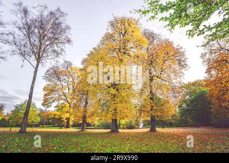 Paesaggio autunnale con colorati in giallo di alberi in un parco in autunno con le foglie sul terreno in autunno Foto Stock