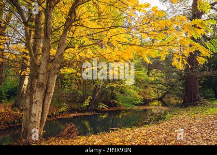Paesaggio autunnale con foglie gialle sugli alberi nei pressi di un piccolo fiume in autunno con la riflessione dei bellissimi colori autunnali nel lago Foto Stock