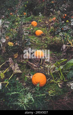 Le zucche su una riga in un giardino in autunno Foto Stock