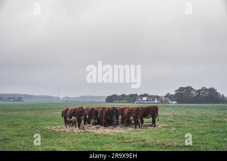 Hereford vacche tenendo una riunione su un campo verde in autunno Foto Stock