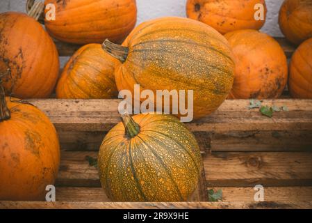 Orange zucche impilate su un ripiano di legno in un festival Foto Stock