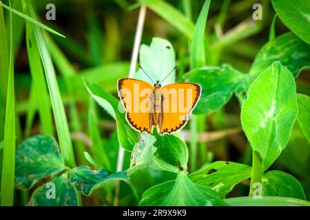 Bellissima farfalla di rame arancio (Lycaena virgaureae) su una foglia verde nella natura svedese in estate Foto Stock