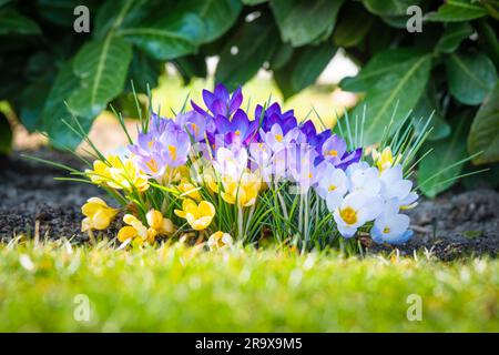 Crocus coloratissimi fiori in vari colori in primavera in fiore nel giardino Foto Stock