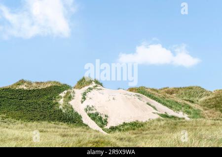 Dune di spiaggia su una costa scandinavo in estate coperto con erba di Lyme Foto Stock