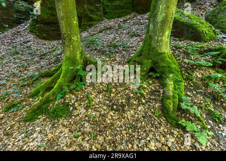 Due tronchi d'albero ricoperti di muschio con radici esposte si ergono tra rocce di arenaria sul Malerweg (Sentiero del Pittore) nell'Uttewalder Grund, Parco Nazionale della Svizzera Sassone. Le oscure gole e le gole ricoperte di muschio di questo parco nazionale hanno acceso l'immaginazione di pittori romantici come Caspar David Friedrich. Le radici assomigliano agli artigli di un gigantesco uccello rapace. Foto Stock