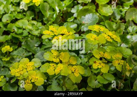 Fioritura Golden Saxifrage Chrysosplenium alternifolium con bordi morbidi. Messa a fuoco selettiva. Ha proprietà curative. Fiori di primavera gialli. Foto Stock