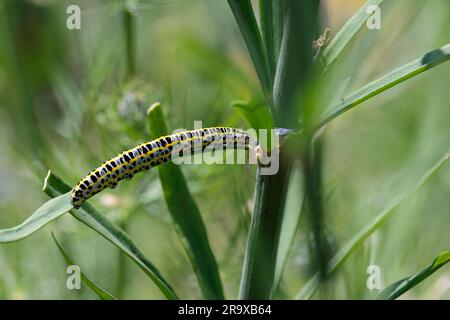 Falena di mullein (Cucullia verbasci) bruco che si alimenta con foglie di toadflux viola bianche con contrassegni gialli e neri giugno e luglio stagione estiva regno unito Foto Stock