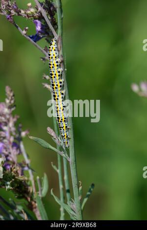 Falena di mullein (Cucullia verbasci) bruco che si alimenta con foglie di toadflux viola bianche con contrassegni gialli e neri giugno e luglio stagione estiva regno unito Foto Stock