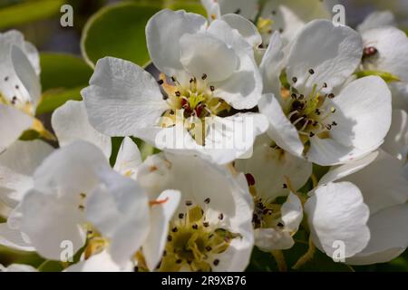 Pera albero fiori da vicino. fiori bianchi e gemme dell'albero da frutto. La luce del sole cade sui fiori di pera. All'alba, i fiori degli alberi sembrano belli Foto Stock