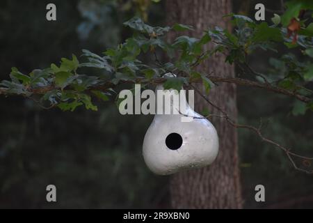 Una zucca che è stata scavata, dipinta di bianco, e appesa su un albero di quercia per essere usata come casa per uccelli. Bianco chiaro su sfondo scuro. Foto Stock