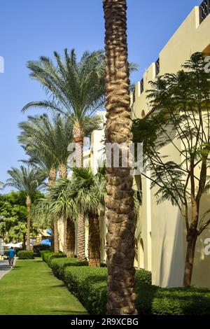Vista panoramica con palme ed edifici in stile arabo. Egitto, viaggi, vacanze, vacanze. Copia spazio. Foto Stock