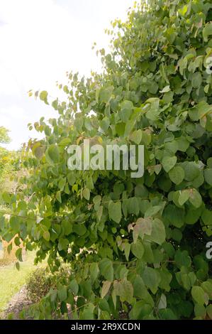 Albero giapponese di katsura, albero di pan di zenzero (Cercidiphyllum japonicum), famiglia di alberi da torta, Cercidiphyllaceae Foto Stock