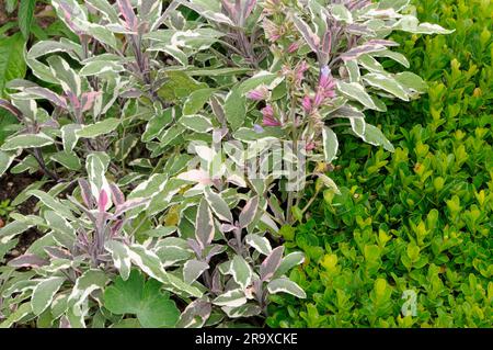 Salvia tricolore "Tricolor" (Salvia officinalis) Foto Stock