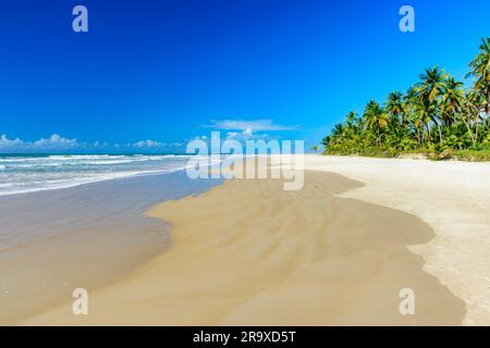 Spiaggia tropicale con palme da cocco vicino al mare e alla sabbia a Serra grande, sulla costa di Bahia Foto Stock