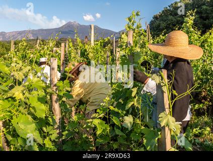 Potatura estiva delle viti in uno dei vigneti eredi di Maio nel villaggio siciliano di Milo, sulle pendici del vulcano attivo Etna, visibile sullo sfondo. Il lavoro inizia la mattina presto, prima che il caldo tramonti a (Sicilia, Italia) Foto Stock