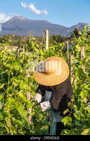 Potatura estiva delle viti in uno dei vigneti eredi di Maio nel villaggio siciliano di Milo, sulle pendici del vulcano attivo Etna, visibile sullo sfondo. Il lavoro inizia la mattina presto, prima che il caldo tramonti a (Sicilia, Italia) Foto Stock