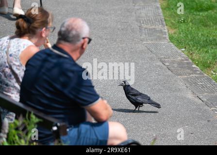 Un uccello Hungry Rook (Corvus frugilegus) in attesa di cibo da persone che mangiano mentre si siedono all'aperto su una panchina del parco in estate, nel Regno Unito. Foto Stock