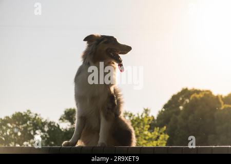 Ritratto di collie australiano contro il cielo luminoso, silhouette. Cane da pastore tricolore merle aussie al guinzaglio Foto Stock