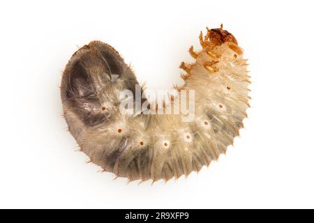 Larva di a può coleottero isolato su sfondo bianco. Larva di cockchafer. Foto Stock