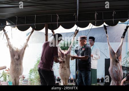 MALANG, INDONESIA - 29 giugno 2023: Due uomini indonesiani tagliarono la carne di una capra da sacrificare durante Eid al-Adha o Idul Adha Foto Stock